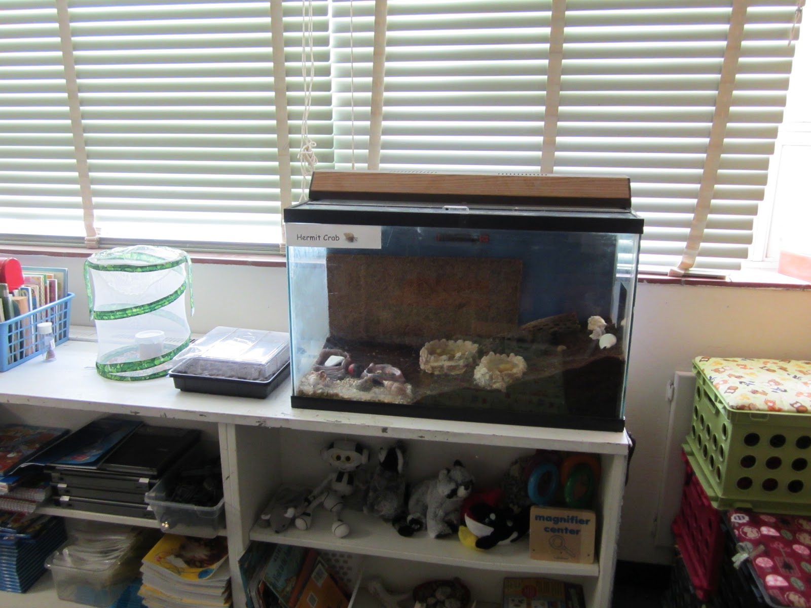 Herding Kats in Kindergarten PetCo Made It Right!